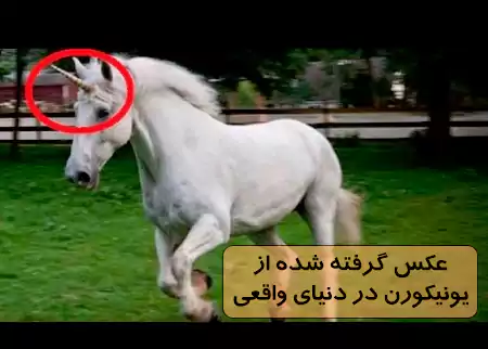  عکس اسب تک شاخ واقعی