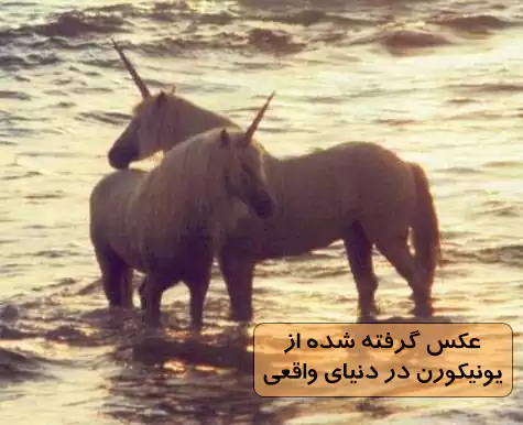  عکس اسب تک شاخ واقعی